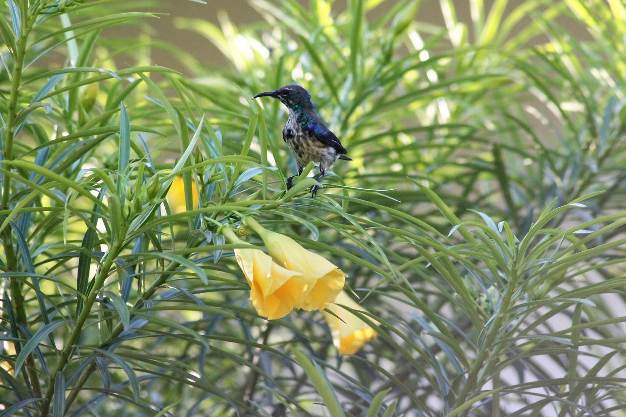 Michamvi Botanica Eco Lodge מראה חיצוני תמונה